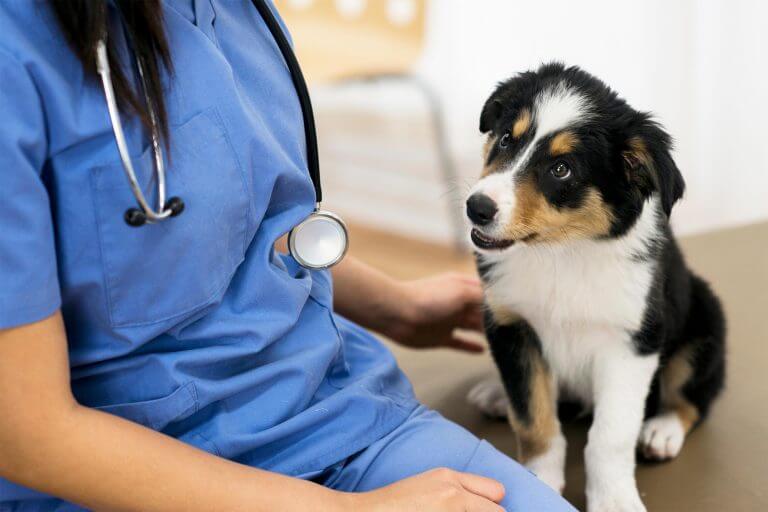 Wappingers Falls Veterinary Care | Airport Veterinary Center