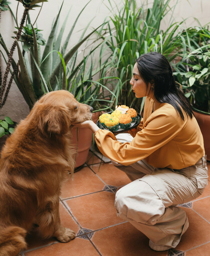 A brown dog being offered cupcakes by owner