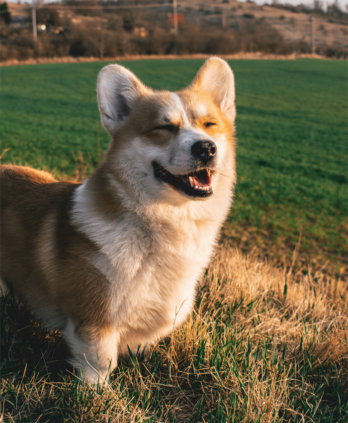 Cute Happy Corgi