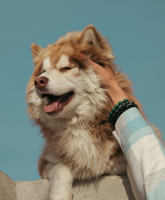 Happy dog with beautiful hairs
