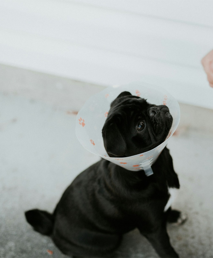 A cute pup ready for surgery