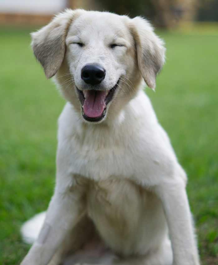 A white happy dog