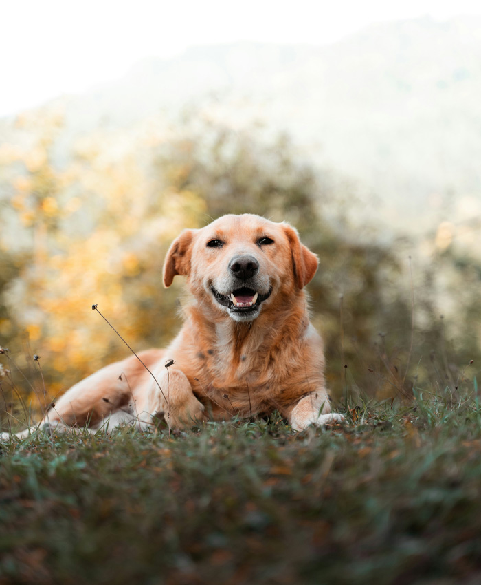 Happy dog in field