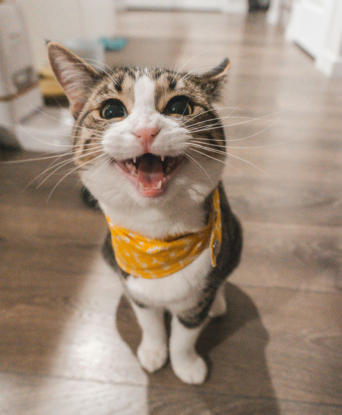 A happy cat