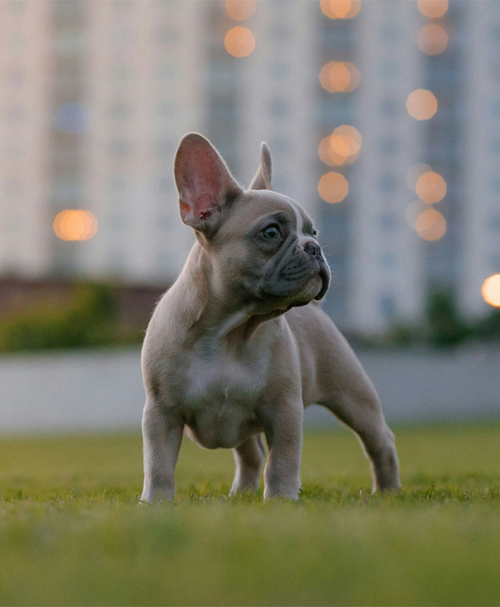 A small French bulldog standing on green grass, looking curiously at its surroundings.