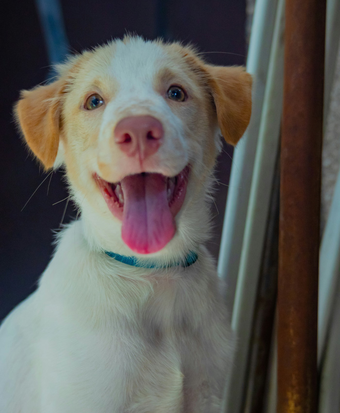 A happy brown and white puppy