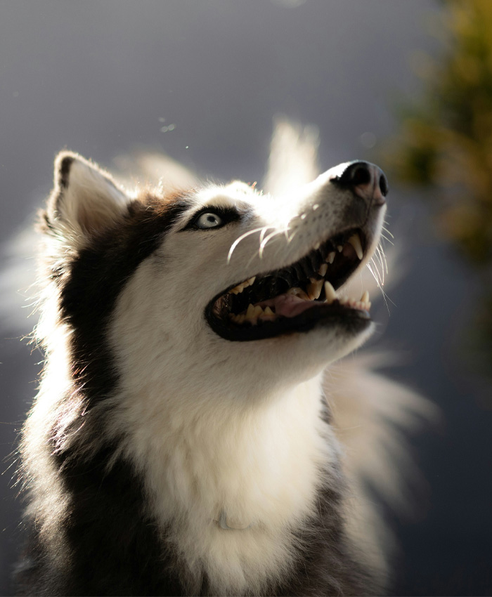 A husky looking up.
