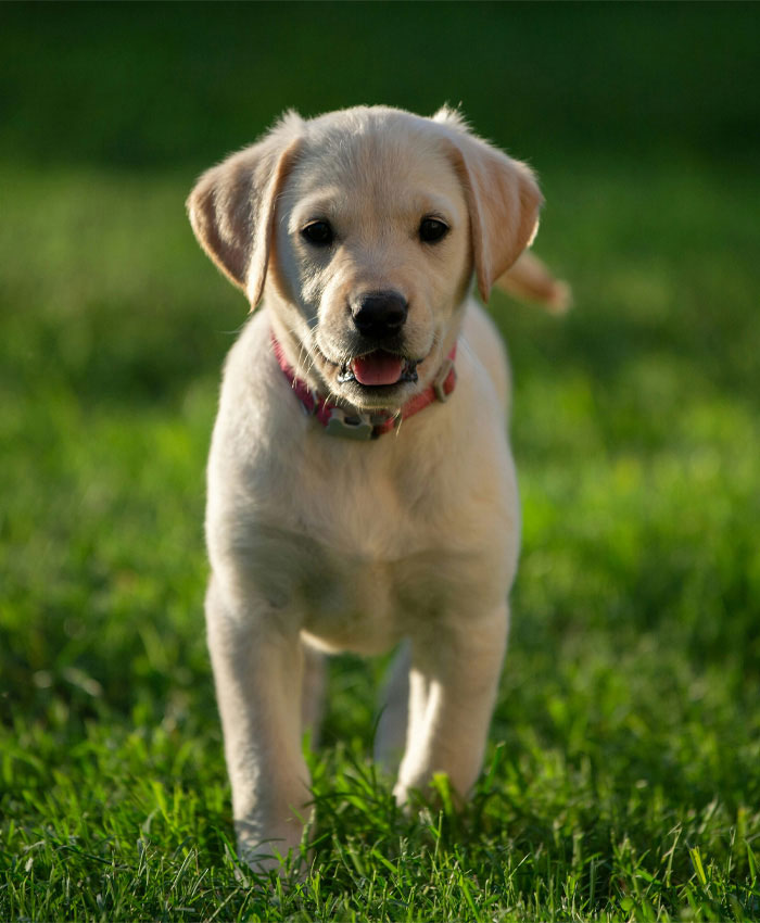 A light brown labrador puppy