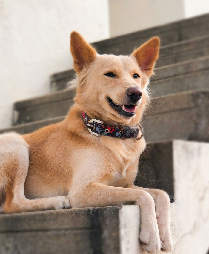 A light brown sitting on a stairs