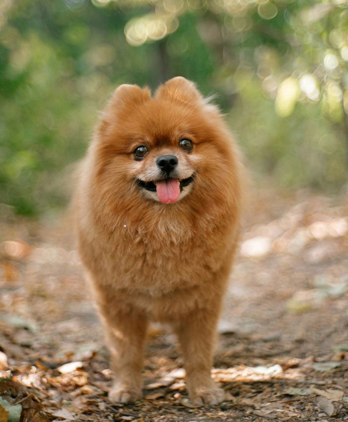 A brown dog in the nature