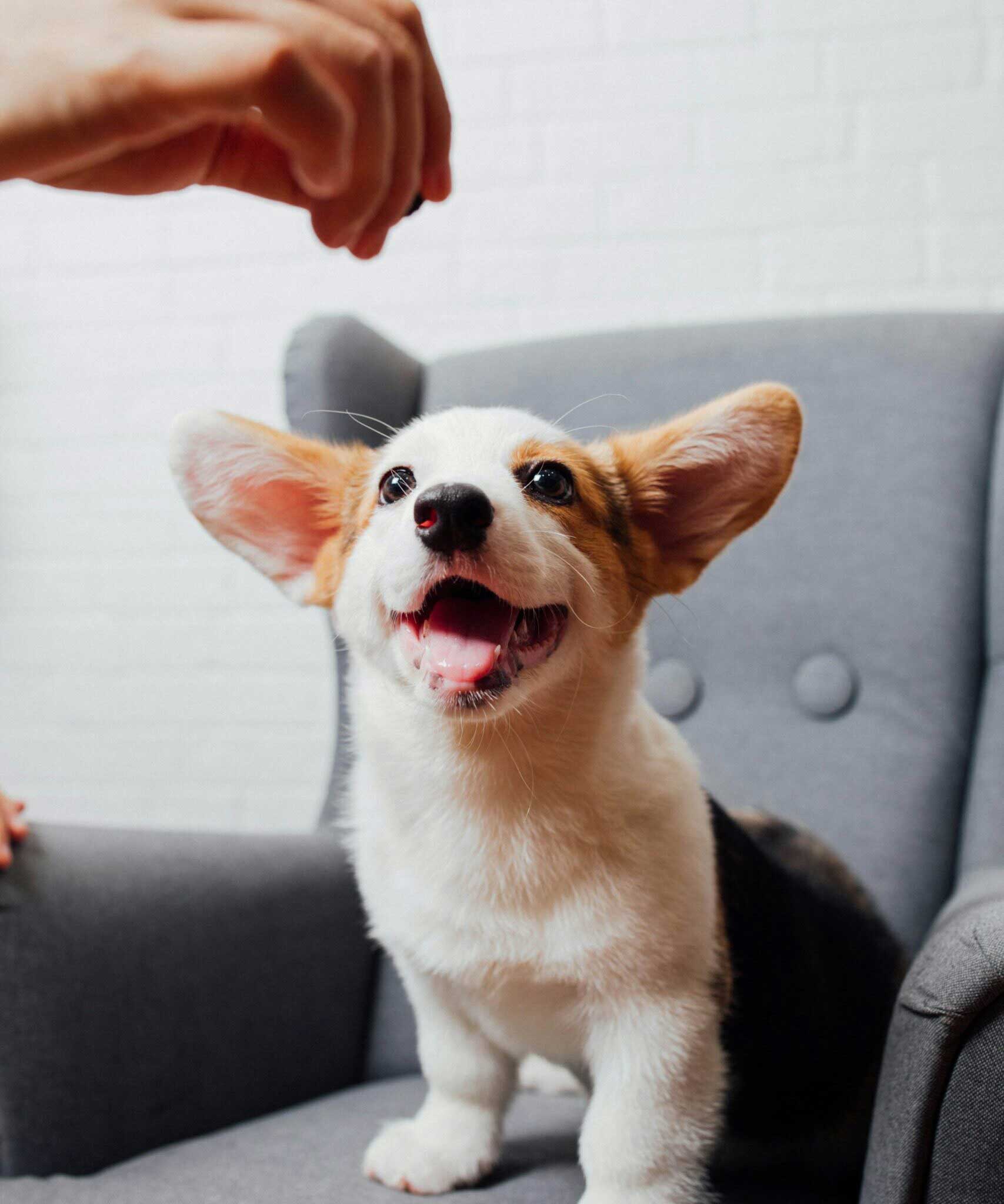 A small puppy with big ears sitting on a chair.