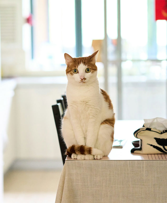 A cat sitting calmly on a wooden table, looking around its surroundings with curiosity.