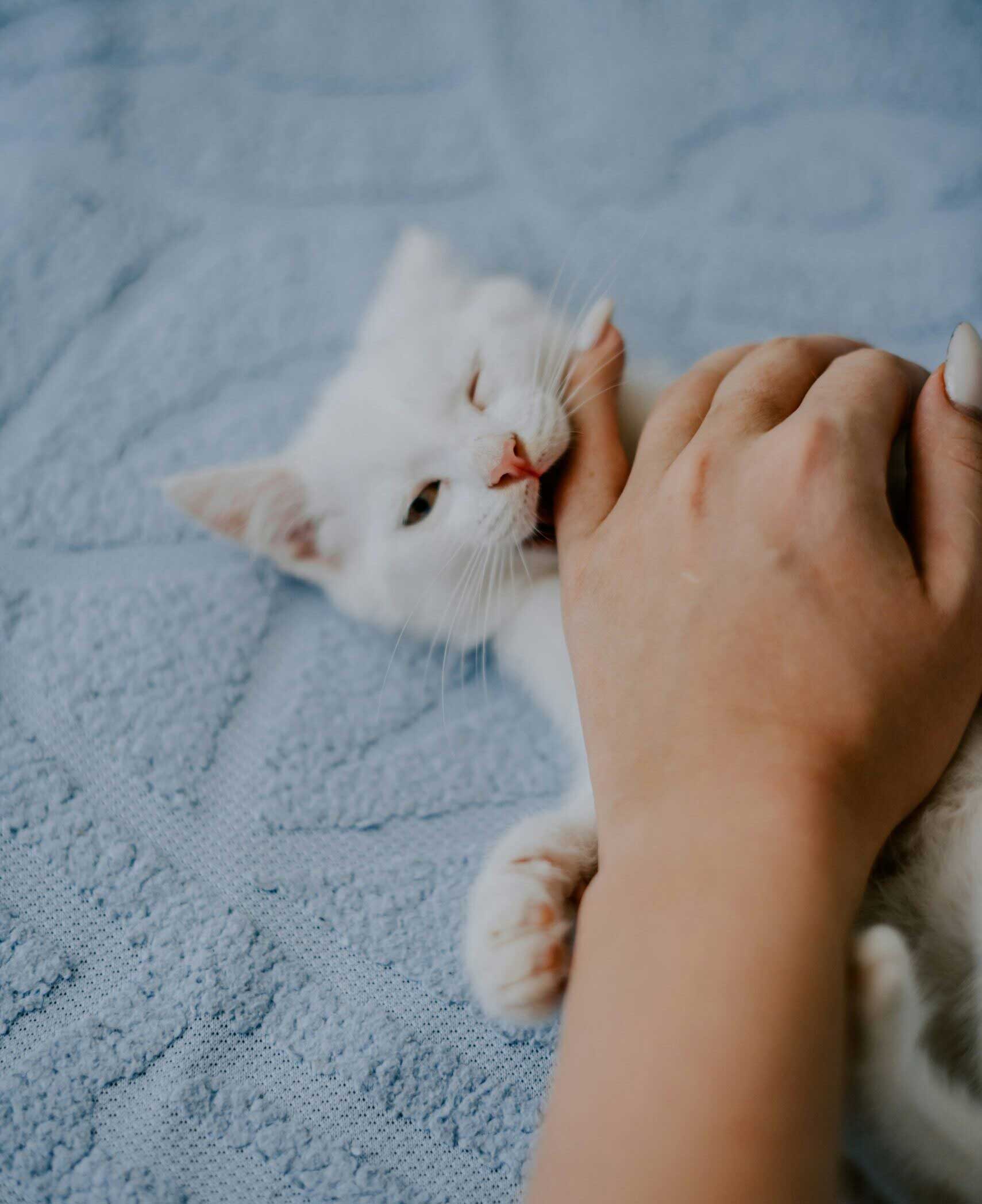 A white cat playing with owners hand