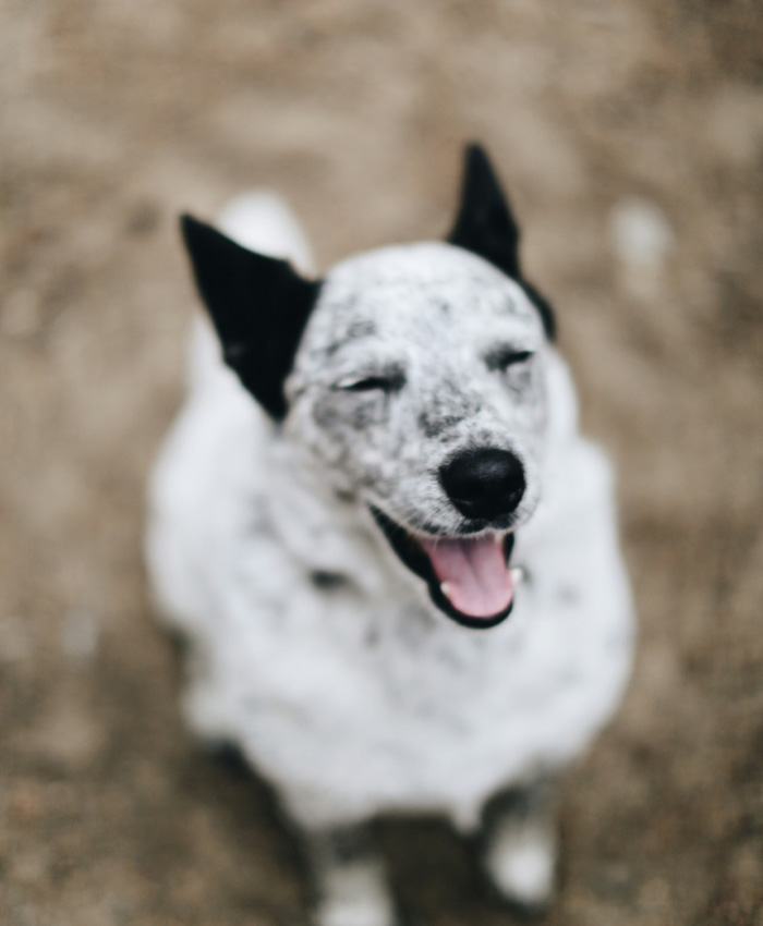 A white with black spots dog smiling.