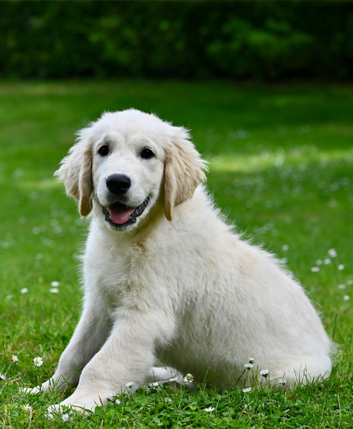 A fluffy white puppy resting in vibrant grass, with its ears perked up and eyes wide open.