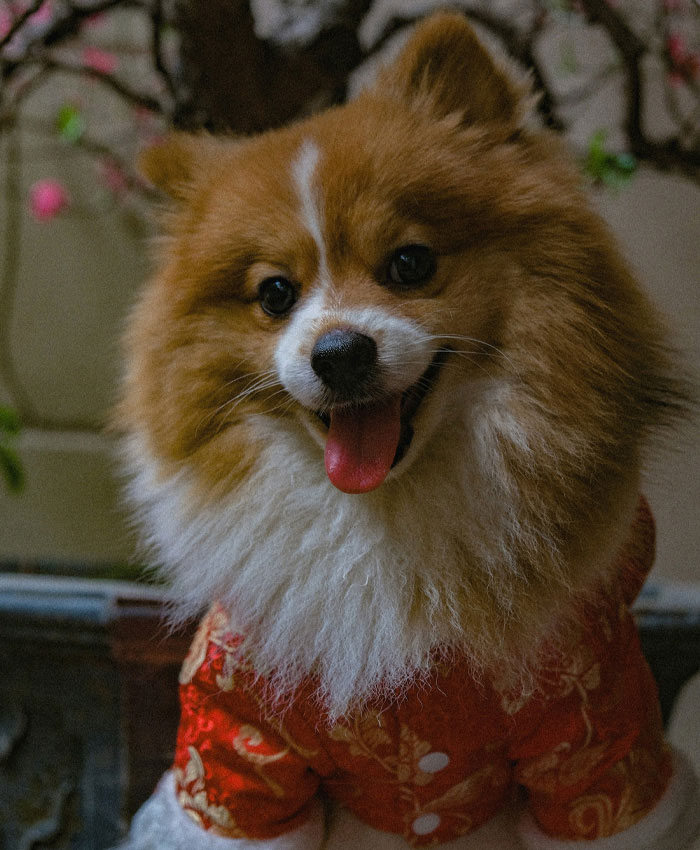 A brown white dog