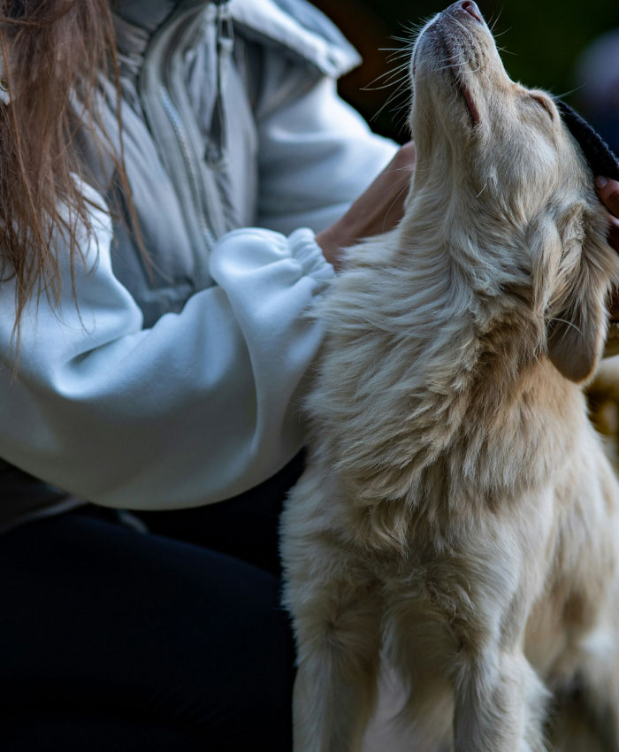 A white beautiful dog