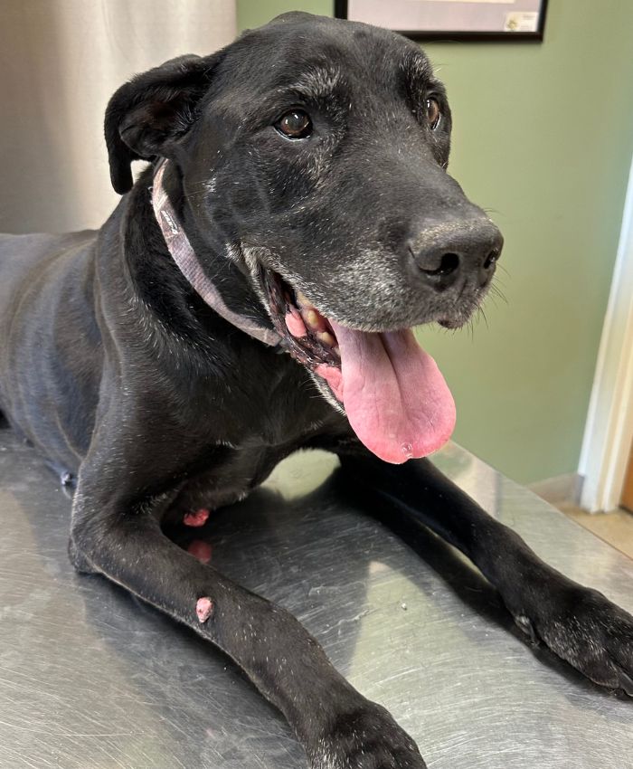 A black dog with its tongue out