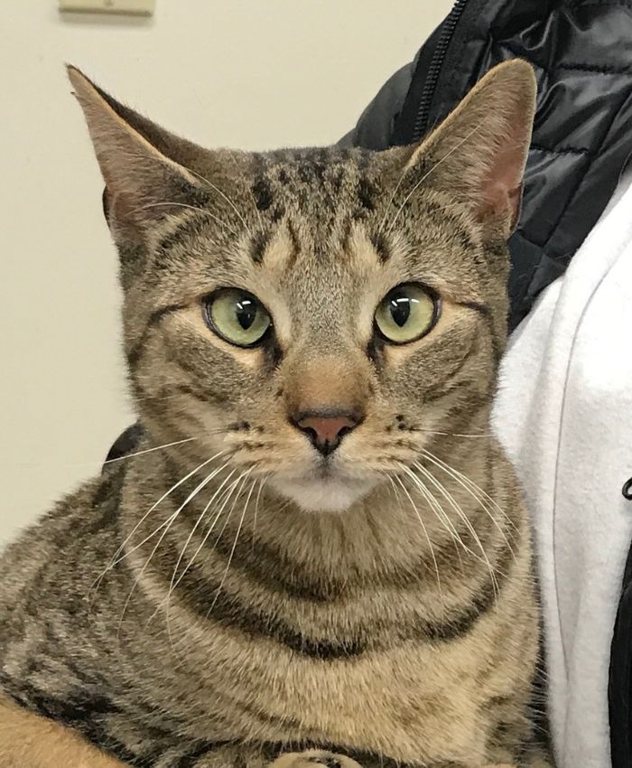 A cat comfortably sits on a person's lap