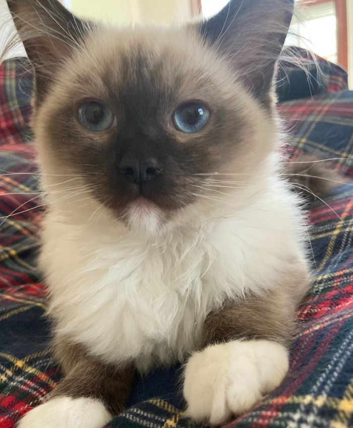 A small cat with blue eyes sitting comfortably on a bed
