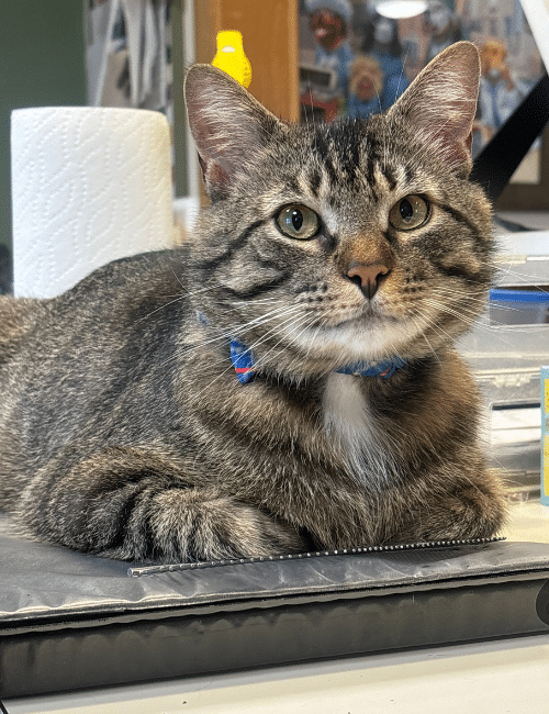 A peculiar cat