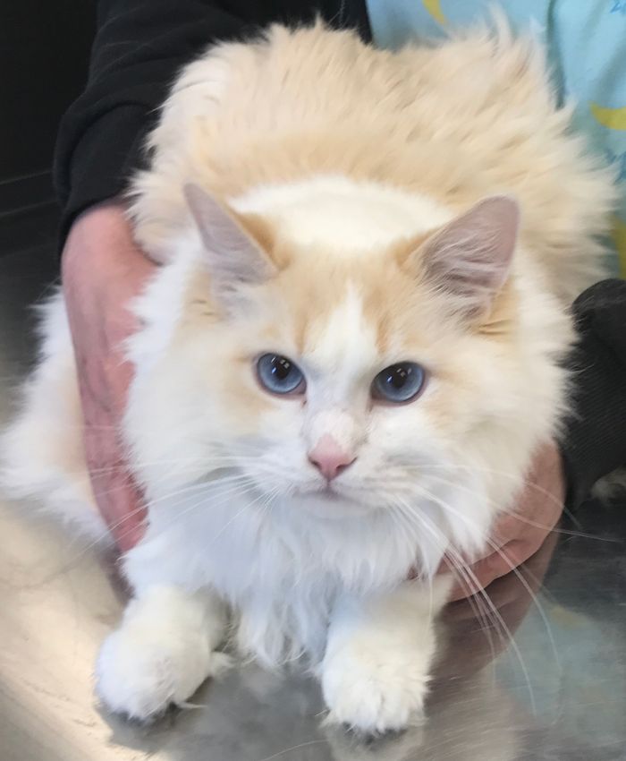 Man holding a cat while sitting on the table