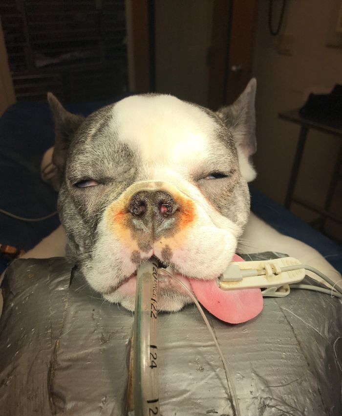 Pet dog at the vet clinic for a medical exam