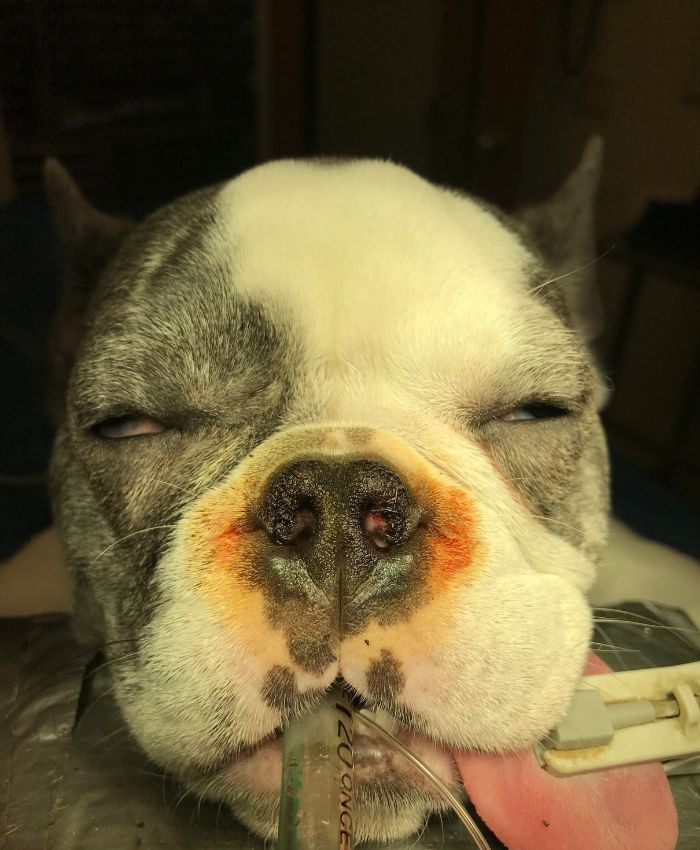 The dog is at the hospital for an examination.