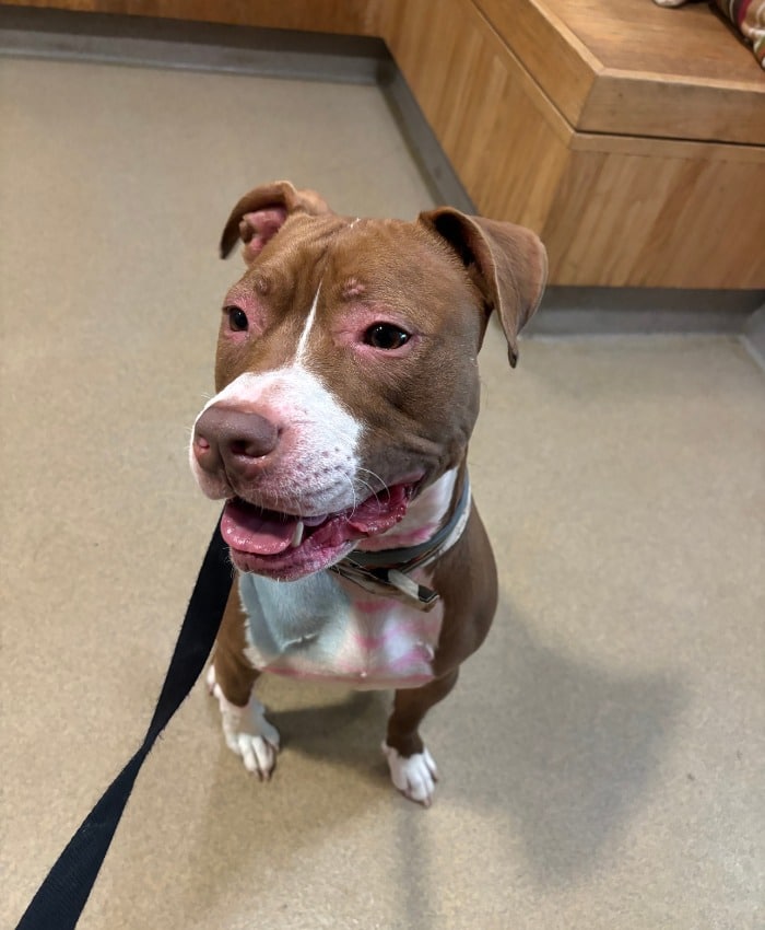 brown and white dog wearing a collar