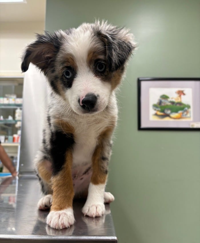 puppy sits on a counter in a veterinary office