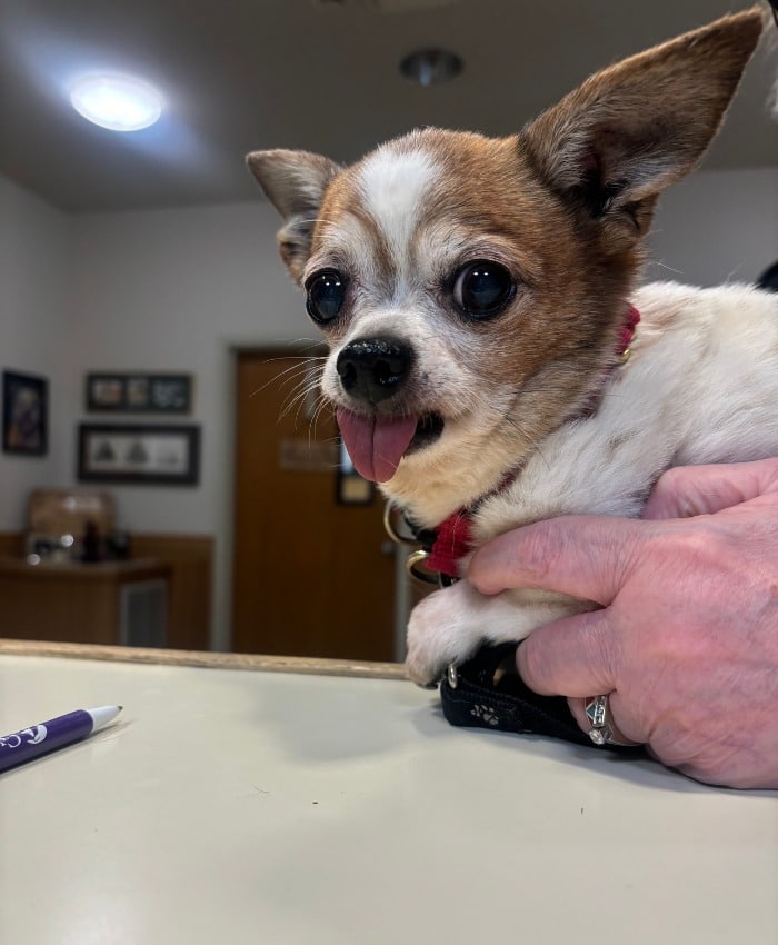 small dog with its tongue out sits on a table