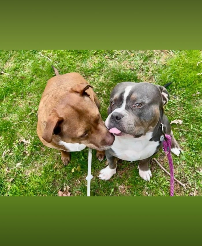 two dogs sit together