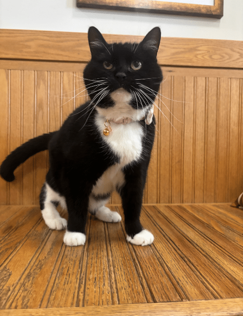 A peculiar cat
